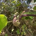 Aristolochia ringens Flower