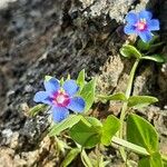 Lysimachia foemina Blomst