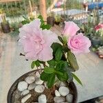 Azalea alabamensis Virág