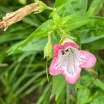 Penstemon barbatus花