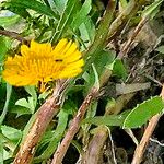 Grindelia squarrosa Flors