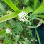 Trifolium alexandrinum Žiedas