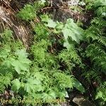 Cystopteris montana Habit