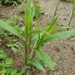 Solidago gigantea Habitus