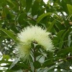 Syzygium jambos Kukka