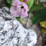 Galeopsis pyrenaica Blomst