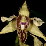 Dendrobium macrophyllum Flower