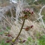 Scrophularia lucida Flower