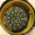 Echinocereus pectinatus عادت