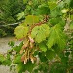 Acer glabrum Meyve