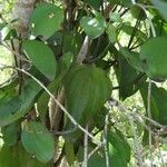 Phoradendron piperoides Leaf