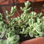 Cotyledon tomentosa Hoja