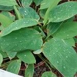 Ctenanthe compressa Hoja