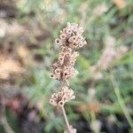 Lavandula latifolia Fleur