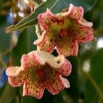 Brachychiton populneus Flor