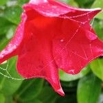 Mandevilla sanderi फूल