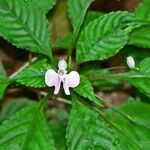 Impatiens hochstetteri ᱥᱟᱠᱟᱢ