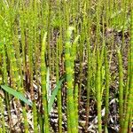 Equisetum fluviatileFlower