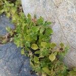 Parietaria floridana Hoja