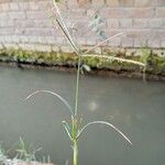 Eleusine indica Flor