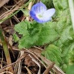 Veronica persica Flower