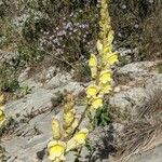 Antirrhinum latifolium Fleur