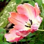 Tulipa grengiolensis Flower