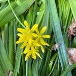 Allium molyFlower