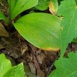 Clintonia borealis Leaf