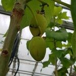 Jatropha curcas Fruit