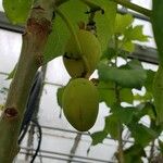 Jatropha curcas Frucht