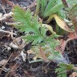 Erodium botrys Hoja