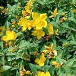 Hypericum patulumBlüte