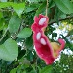 Capparis flexuosa Fruit