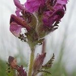 Pedicularis cenisia Flower