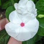 Catharanthus coriaceus 花