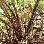 Pteris pteridioides Alia