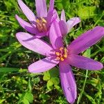 Colchicum multiflorumFlower