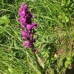 Dactylorhiza majalisFlower