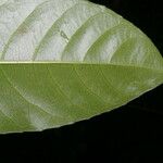 Gymnanthes riparia 葉