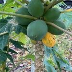 Carica papaya 果實