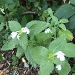 Galeopsis bifida Blatt