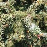Picea retroflexa Hoja