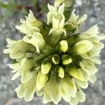 Oxytropis campestris Fula