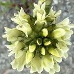 Oxytropis campestris Blodyn