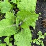 Salvia sclarea Blatt