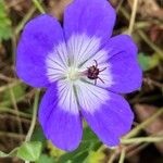 Geranium platypetalum Λουλούδι