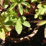 Potentilla nepalensis Leaf