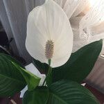 Spathiphyllum wallisiiFlor