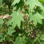 Acer campbellii Φύλλο